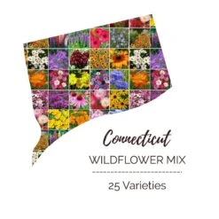 Connecticut Wildflower Seed Mix - 23 Variety Native Meadow Blend