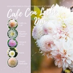 Café au Lait Dahlia Tubers - Premium Perennial Flower Mix 6 Café au Lait Dahlia Tubers - Premium Perennial Flower Mix -Eden Brothers Shop Dahlia Cafe Con Leche Mix Contents eb 4