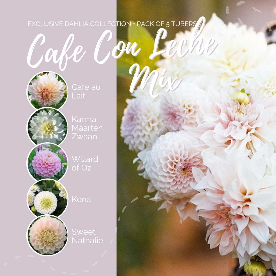 Café au Lait Dahlia Tubers - Premium Perennial Flower Mix 3 Café au Lait Dahlia Tubers - Premium Perennial Flower Mix - Image 3