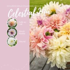 Celestial Mix Dinnerplate Dahlia Tubers - Enormous Pastel Blooms for Gardens and Weddings -Eden Brothers Shop Dahlia Celestial Mix Contents eb 4