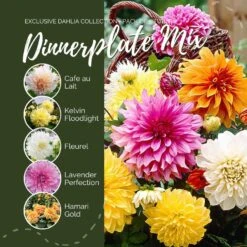 Dahlia Tubers - Dinnerplate Mix 6 Dahlia Tubers - Dinnerplate Mix -Eden Brothers Shop Dahlia Dinnerplate Mix Contents eb 4