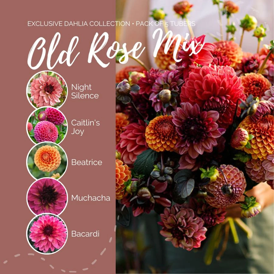 Old Rose Mix Dahlia Tubers - Vibrant Ball & Decorative Flower Bulbs 3 Old Rose Mix Dahlia Tubers - Vibrant Ball & Decorative Flower Bulbs - Image 3