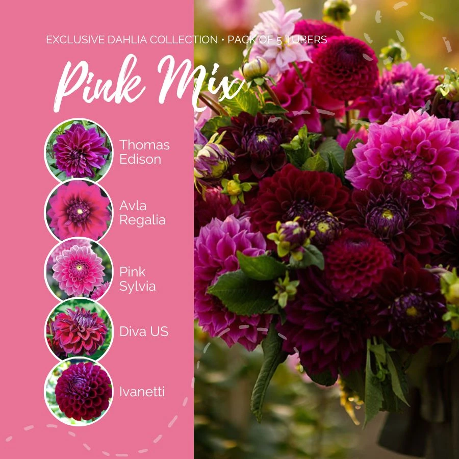 Dahlia Tubers (Ball & Decorative) - Pink Mix 2 Dahlia Tubers (Ball & Decorative) - Pink Mix - Image 2