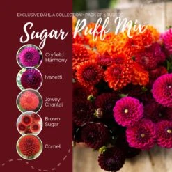 Premium Sugar Puff Dahlia Tuber Mix - Vibrant Ball Blooms for Bouquets -Eden Brothers Shop Dahlia Sugar Puff Mix Contents eb 4