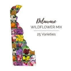 Delaware Wildflower Seed Mix - Vibrant Pollinator Garden Blend