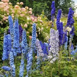 Delphinium Seeds - Blue Mix