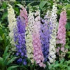 Larkspur Seeds - Standard Mix
