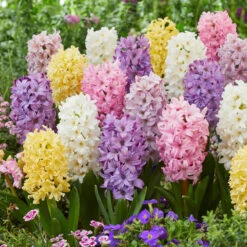 Premium Pastel Mix Hyacinth Bulbs - Fragrant and Pest Resistant