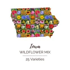 Iowa Wildflower Seed Mix for Vibrant & Native Landscapes