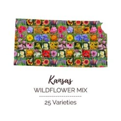 Kansas Wildflower Seed Mix for Pollinators and Vibrant Landscapes