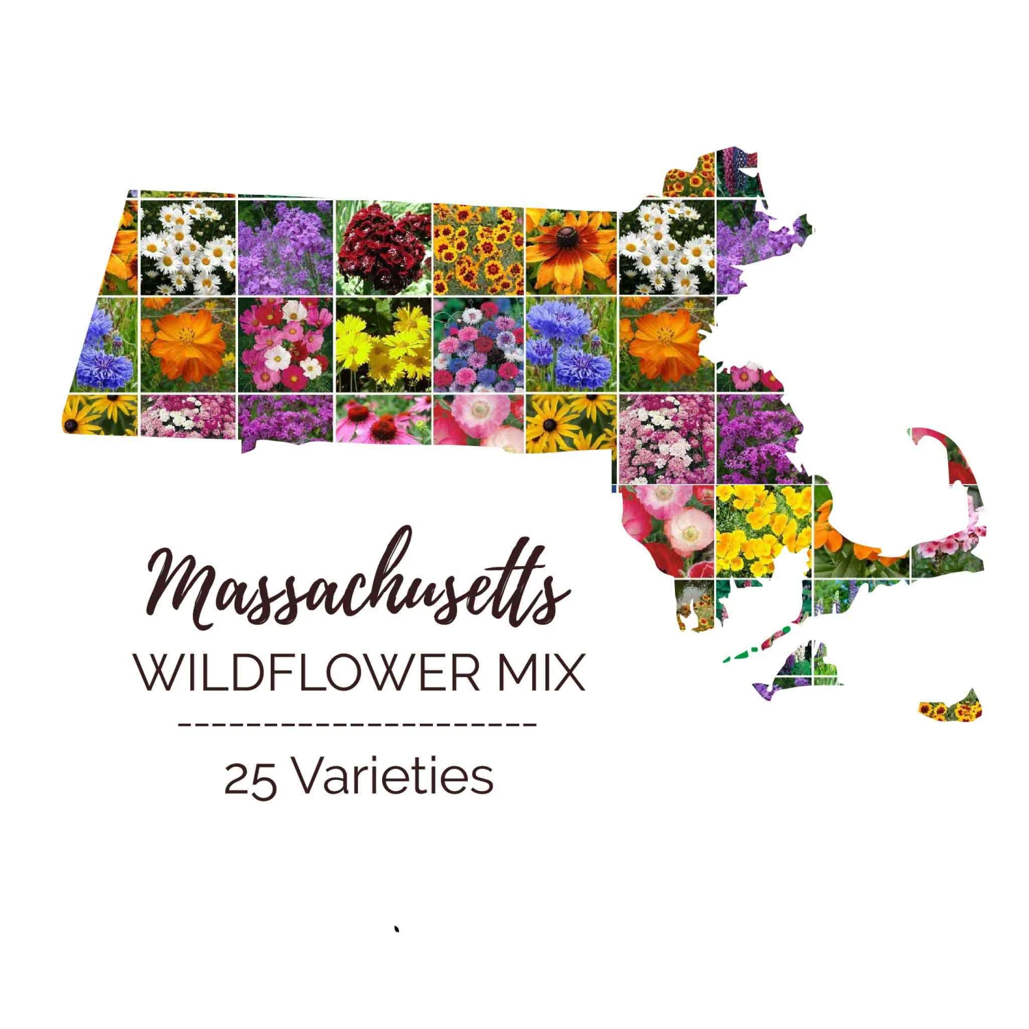 Massachusetts Wildflower Seed Mix 1 Massachusetts Wildflower Seed Mix
