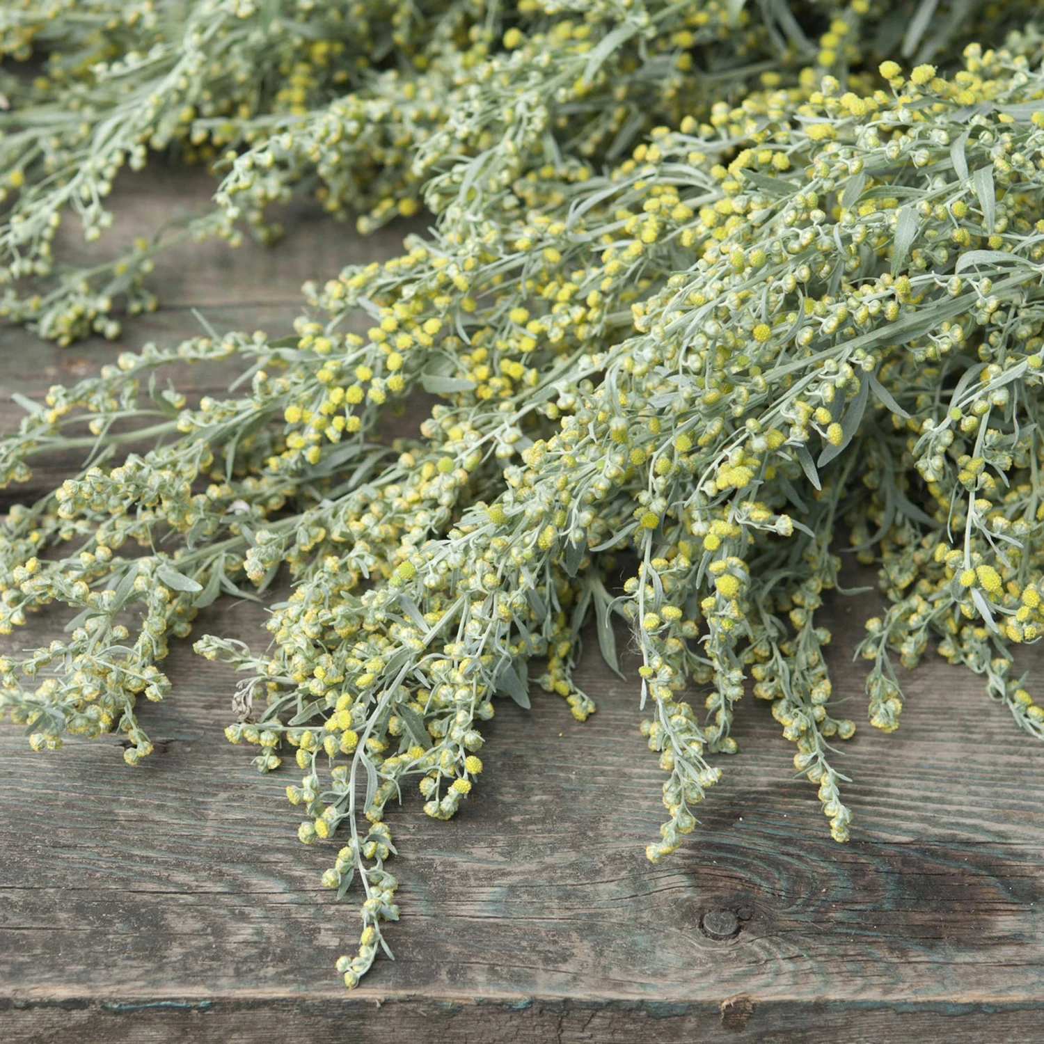 Absinthe Wormwood Seeds 1 Absinthe Wormwood Seeds