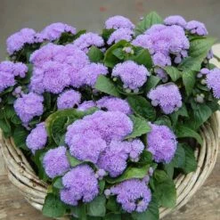 Ageratum Seeds - Aloha Blue -Eden Brothers Shop agerateum aloha blue bal 3