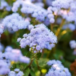 Ageratum Seeds (Dwarf) - Blue Mink -Eden Brothers Shop ageratum blue mink mac 5