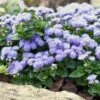 Ageratum Seeds (Dwarf) - Blue Mink