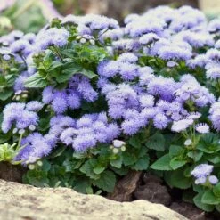 Ageratum Seeds (Dwarf) - Blue Mink