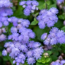 Ageratum Seeds (Dwarf) - Blue Mink -Eden Brothers Shop ageratum blue mink shk 4