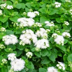 Ageratum Seeds - Dondo White -Eden Brothers Shop ageratum dondo white shk 3