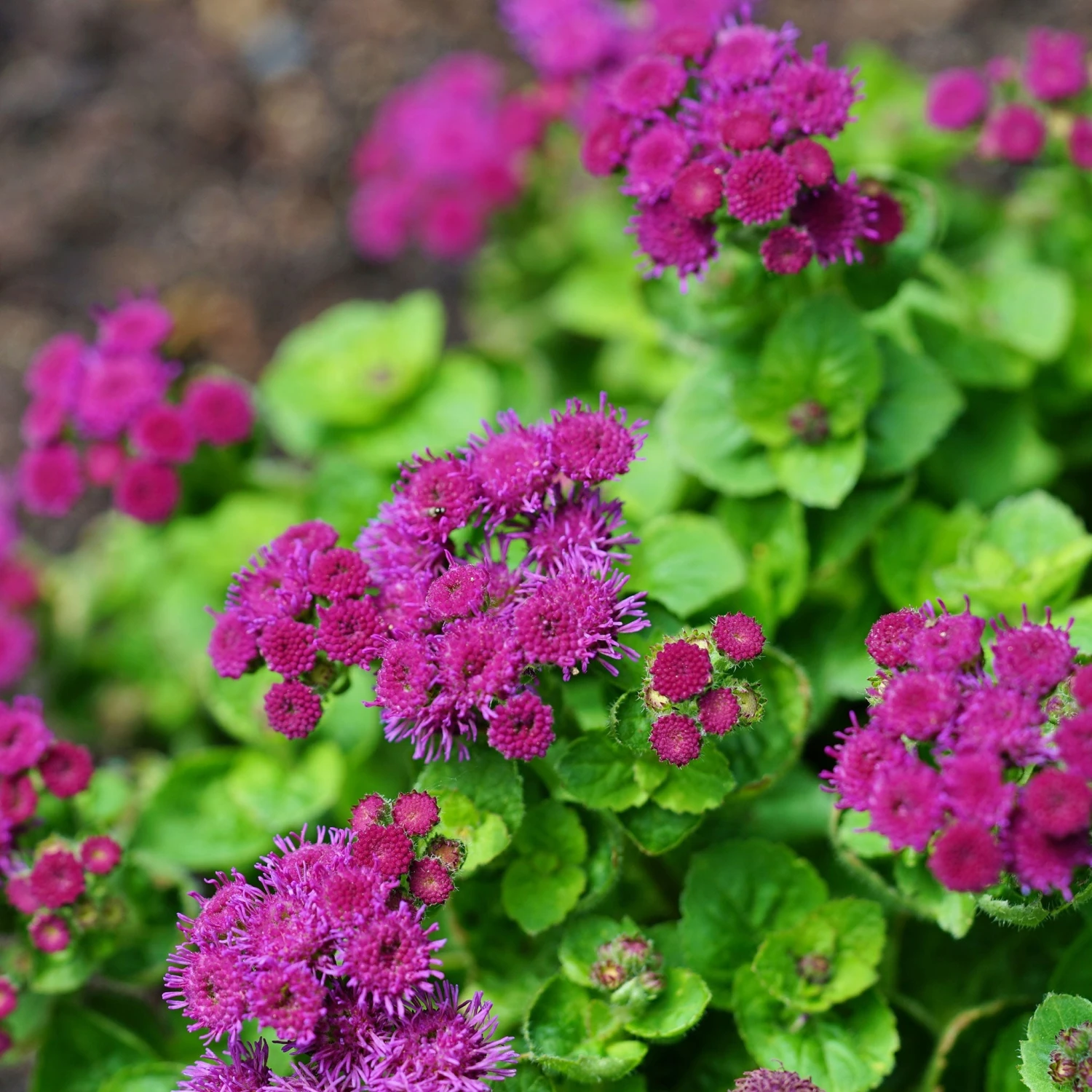 Ageratum Seeds - Red Flint 1 Ageratum Seeds - Red Flint
