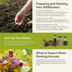 All Annual Wildflower Seed Mix -Eden Brothers Shop all annual SMCAT111 st5 f56e2180 4285 4103 a9d8 32e5d3bf9e0f