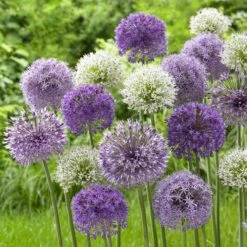 Allium Bulbs - All-In-One Mix