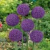 Ambassador Giant Allium Bulbs - World's Largest Purple Garden Flowers