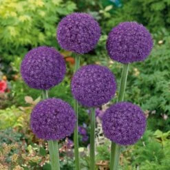 Ambassador Giant Allium Bulbs - World's Largest Purple Garden Flowers