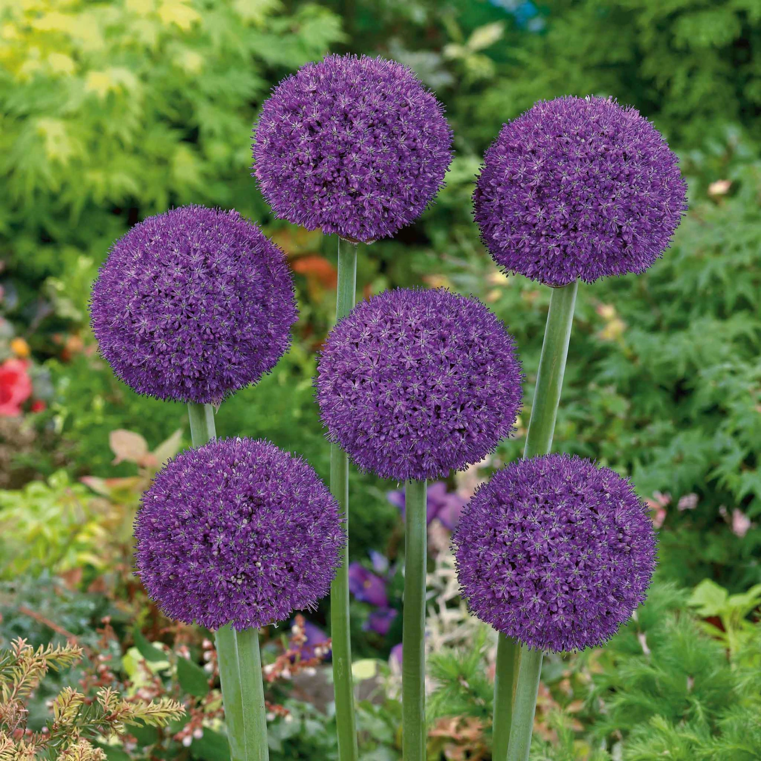 Ambassador Giant Allium Bulbs - World's Largest Purple Garden Flowers 1 Ambassador Giant Allium Bulbs - World's Largest Purple Garden Flowers