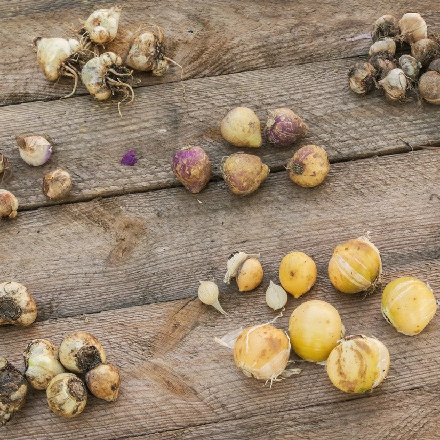 Pinball Wizard Giant Allium Bulbs - Long-Lasting Violet Spring Blooms 3 Pinball Wizard Giant Allium Bulbs - Long-Lasting Violet Spring Blooms - Image 3