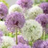 Giant Allium Flower Bulbs Mix - Bold Purple and White Spring Blooms