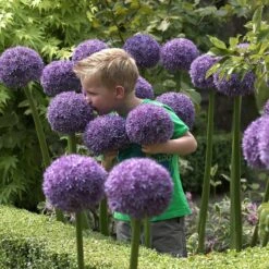 Allium Bulbs (Giant) - Gladiator