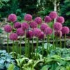 Allium Bulbs (Giant) - Globemaster