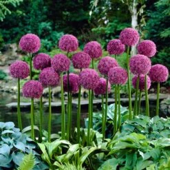 Allium Bulbs (Giant) - Globemaster
