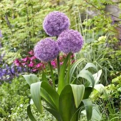 Allium Bulbs (Giant) - Party Balloons