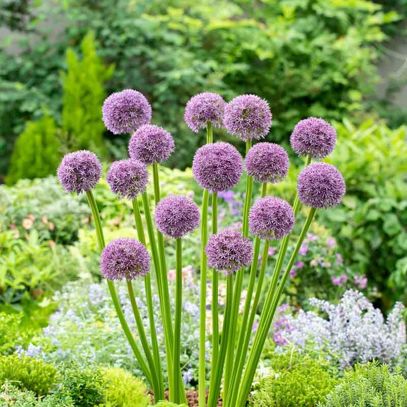 Pinball Wizard Giant Allium Bulbs - Long-Lasting Violet Spring Blooms 2 Pinball Wizard Giant Allium Bulbs - Long-Lasting Violet Spring Blooms - Image 2