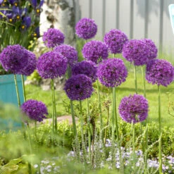 Allium Bulbs (Tall) - Purple Sensation