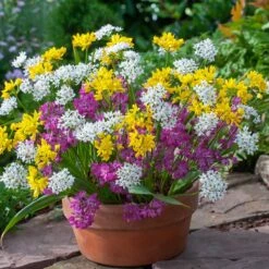 Premium Small Flowering Allium Bulb Mix for Colorful Garden Borders