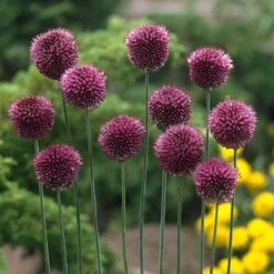 Allium Bulbs (Small) - Sphaerocephalon
