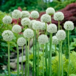 White Giant Allium Bulbs: Extra Large 8-Inch Blooms for Stunning Gardens