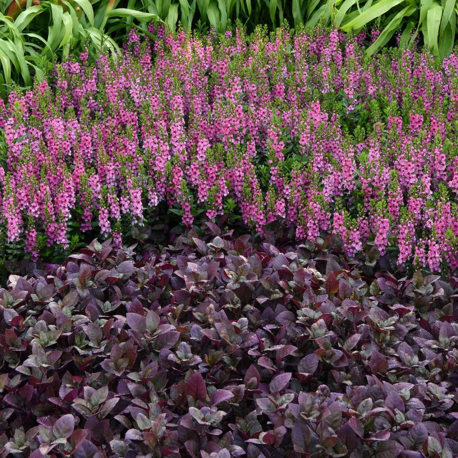 Alternanthera Seeds - Purple Prince 1 Alternanthera Seeds - Purple Prince