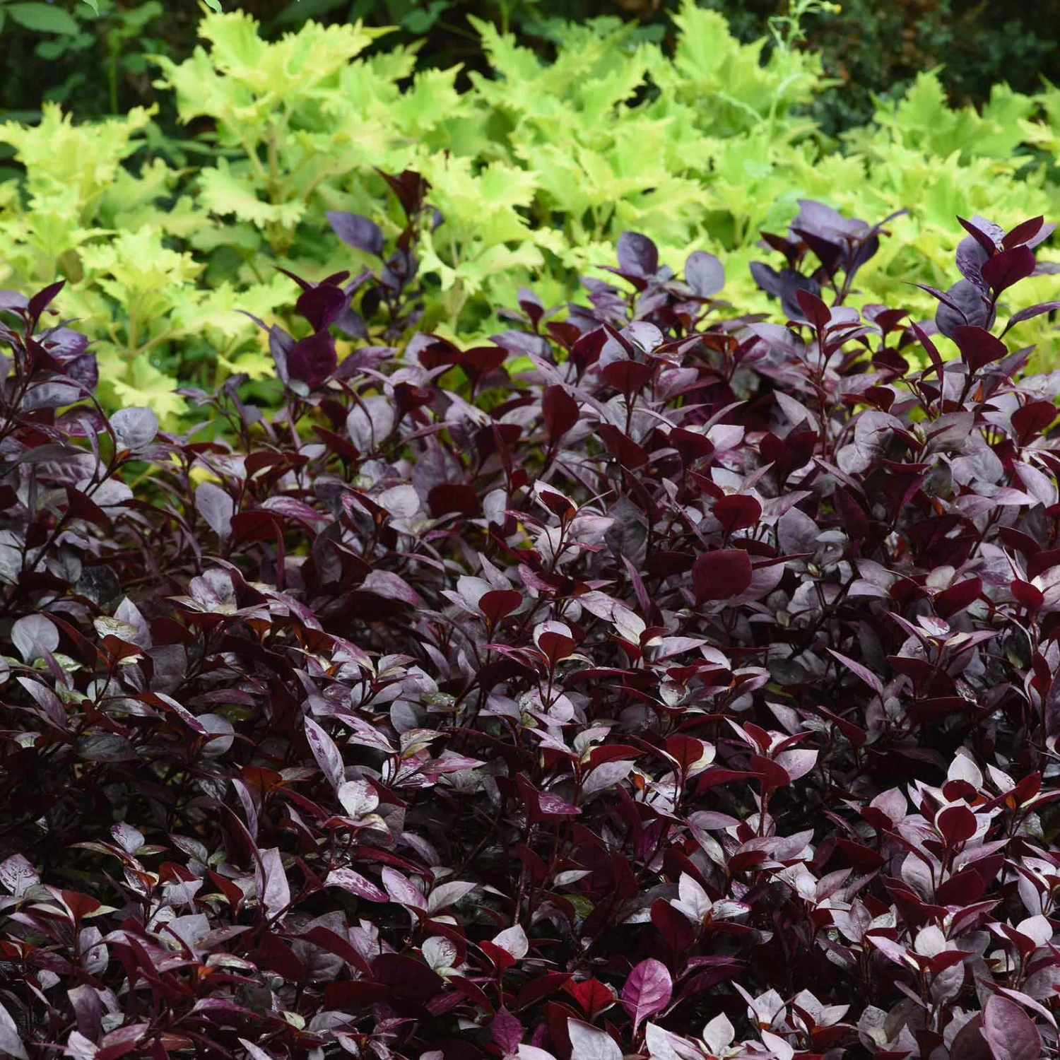 Alternanthera Seeds - Purple Prince 2 Alternanthera Seeds - Purple Prince - Image 2