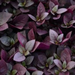 Alternanthera Seeds - Purple Prince 5 Alternanthera Seeds - Purple Prince -Eden Brothers Shop alternanthera purple prince bal 3