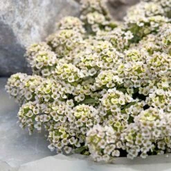 Alyssum Seeds Aphrodite Apricot - Compact & Pollinator-Friendly Flower
