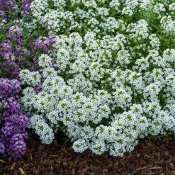 Sweet Alyssum Seeds - Carpet Of Snow
