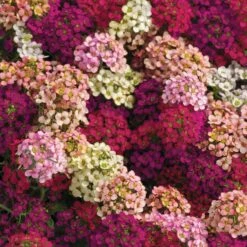Alyssum Easter Bonnet Mix Seeds - Fragrant Flowering Ground Cover