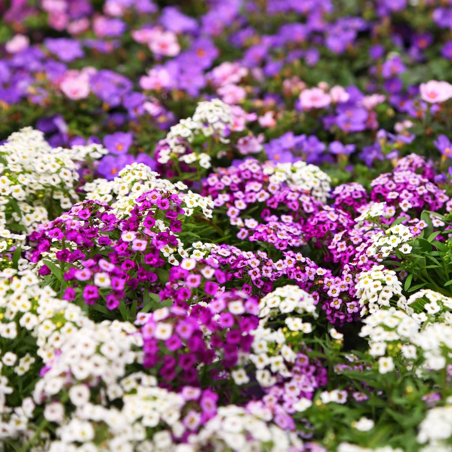 Alyssum Seeds - Magic Circle Mix 2 Alyssum Seeds - Magic Circle Mix - Image 2