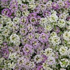 Alyssum Seeds - Magic Circle Mix 5 Alyssum Seeds - Magic Circle Mix -Eden Brothers Shop alyssum magic circle mix shk 3