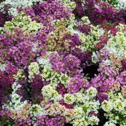 Alyssum Seeds - Paletta Mix -Eden Brothers Shop alyssum paletta mix shk 3