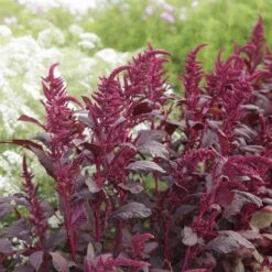 Amaranth Seeds - Red Garnet