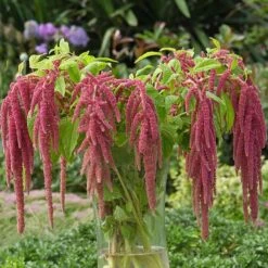 Amaranthus Coral Fountain Seeds - Exotic Pink Hanging Tassels for Floral Displays